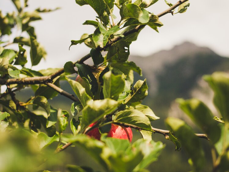 Apfelbaum, Archehof Öbristhof in Kleinarl, Salzburger Sportwelt | © Urlaub am Bauernhof Salzburger Land / Matthias Gruber