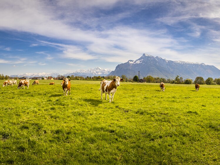 Kühe auf der Weide beim Biohof Schlagerbauer in der Stadt Salzburg | © Urlaub am Bauernhof im SalzburgerLand / Bernd Suppan