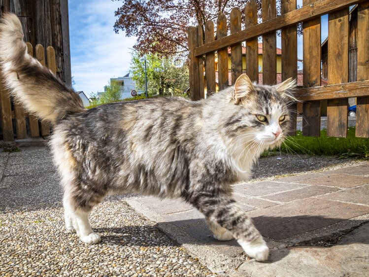 Hofkatze Elsa am Biohof Schlagerbauer in der Stadt Salzburg | © Urlaub am Bauernhof im SalzburgerLand / Bernd Suppan