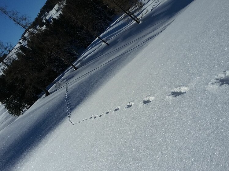 Tierspuren im Schnee | © Margret Appesbacher