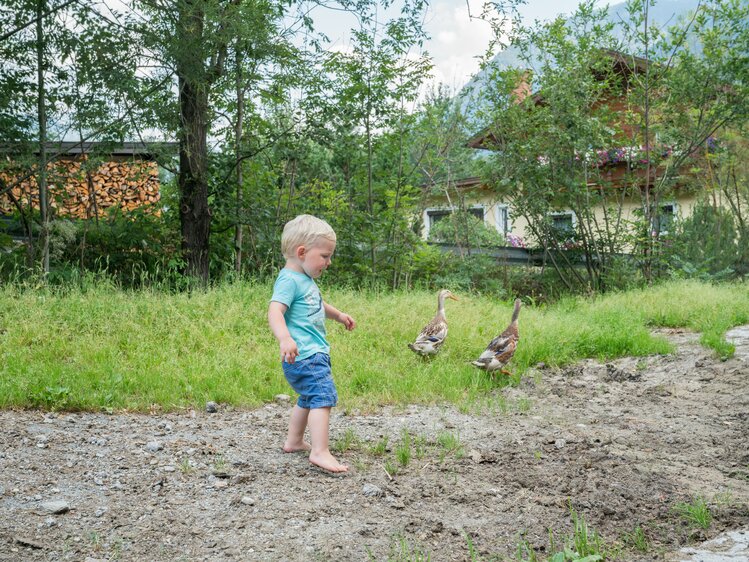 Bub läuft Enten nach. | © Urlaub am Bauernhof im SalzburgerLand / Matthias Gruber