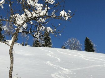 Winterlandschaft, Spuren Tourengehen, Skiabfahrt, kleiner Baum im Vordergrund, Salzburger Land | © Urlaub am Bauernhof Salzburger Land / Christina Eßl