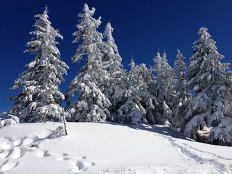 Winterwald, verschneite Bäume, Tourengehen, Salzburger Land | © Urlaub am Bauernhof Salzburger Land / Christina Eßl