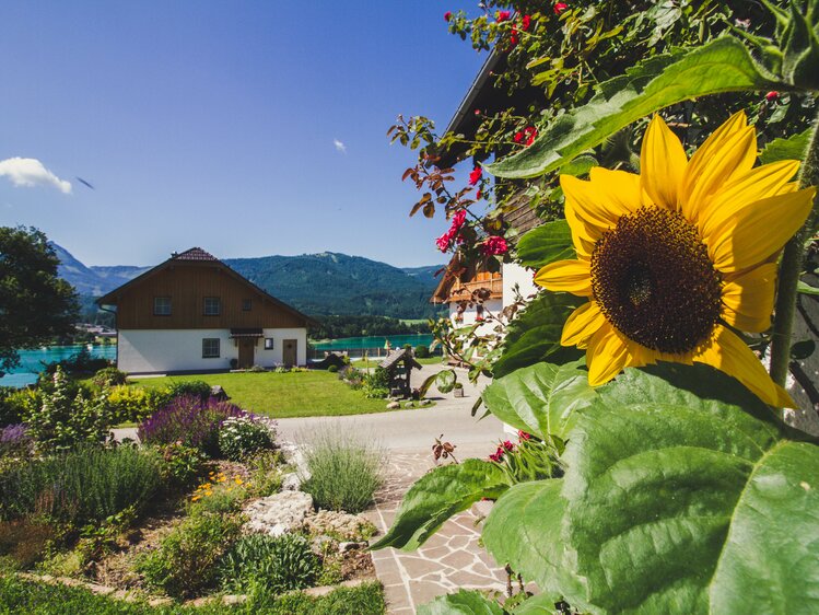 Sonnenblume im Garten vom Stallerbauer in Ried am Wolfgangsee | © Urlaub am Bauernhof im SalzburgerLand / Matthias Gruber