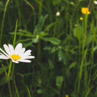 Margarite, Blumenwiese, Tonibauer in Tamsweg, Salzburger Lungau | © Urlaub am Bauernhof Salzburger Land / Matthias Gruber