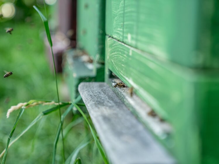 Bienen fliegen in den Bienenstock. | © Urlaub am Bauernhof im SalzburgerLand / Matthias Gruber