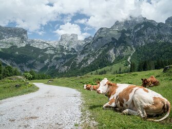 Kühe auf der Weide am Vorderoberlehengut, im Hintergrund das Tennengebirge. | © Urlaub am Bauernhof im SalzburgerLand / Matthias Gruber