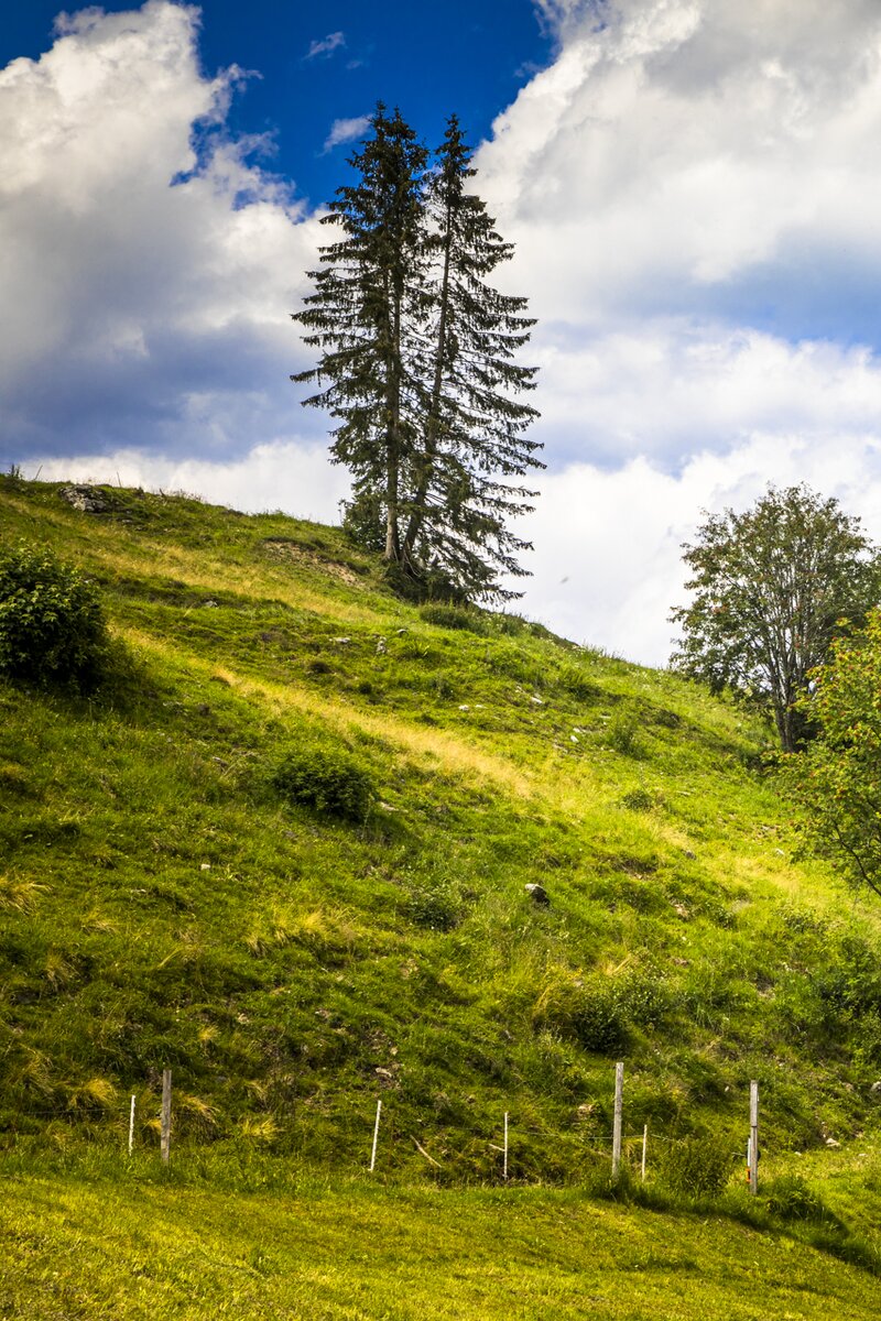 Wandern im Großarltal, Unterviehhausbauer, Salzburger Land | © Urlaub am Bauernhof / Bernd Suppan