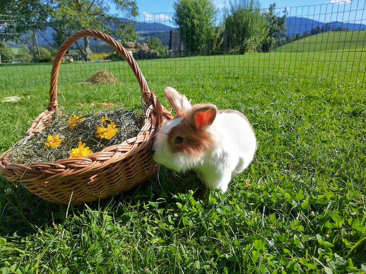 Hase schnuppert an einem Korb mit Heu und Blumen, Almenlandhof, Steiermark | © Urlaub am Bauernhof Steiermark / Evelyn Götz