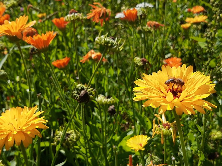 Blumenwiese mit gelben und orangen Blumen, Almenlandhof, Steiermark | © Urlaub am Bauernhof Steiermark / Evelyn Götz