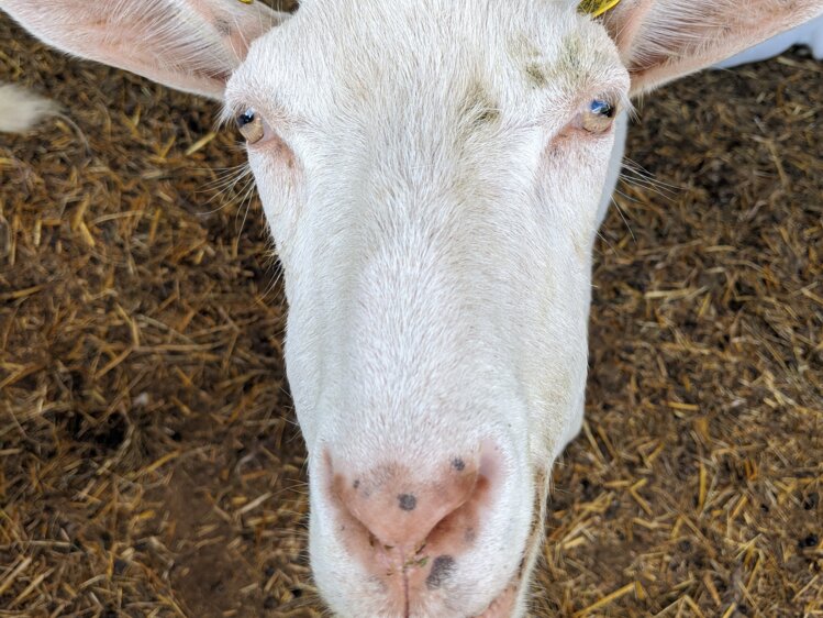 Ziege blickt direkt in die Kamera, Almenlandhof, Steiermark | © Urlaub am Bauernhof Steiermark / Evelyn Götz