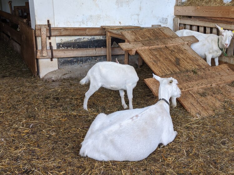 drei Ziegen im Außenstallbereich, Almenlandhof, Steiermark | © Urlaub am Bauernhof Steiermark / Evelyn Götz