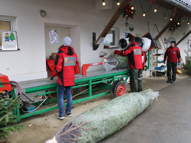 Die Christbäume werden für den Transport verpackt | © Urlaub am Bauernhof Steiermark / Crosseye