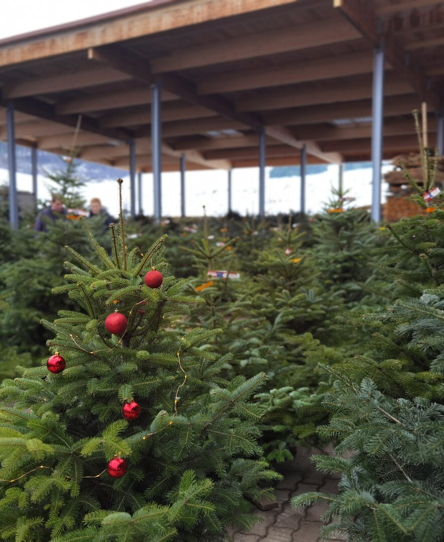 Christbäume zum Verkaufen am Bauernhof Grain, Steiermark | © Urlaub am Bauernhof Steiermark / Crosseye