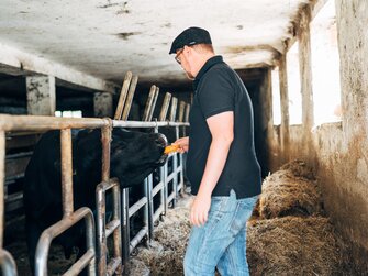 Rind im Stall bekommt ein Leckerli, Lurgbauer, Steiermark | © Urlaub am Bauernhof Steiermark / Daniel Gollner