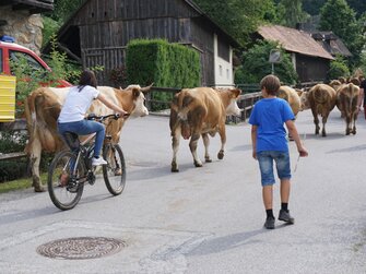 Gästekinder helfen die Kühe auf die Weide zu bringen, Kinderbauernhof Matlschweiger | © Urlaub am Bauernhof Steiermark / Katrin Rathmayr