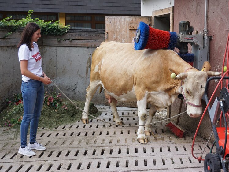 Kuh lässt sich den Rücken bürsten, Kinderbauernhof Matlschweiger | © Urlaub am Bauernhof Steiermark / Katrin Rathmayr