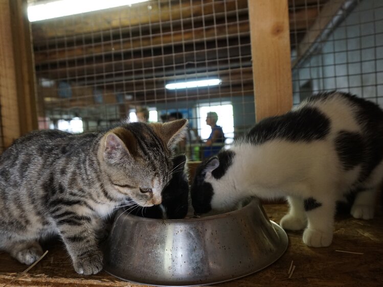 Junge Katzen beim Fressen im Stall, Kinderbauernhof Matlschweiger, Steiermark | © Urlaub am Bauernhof Steiermark / Katrin Rathmayr