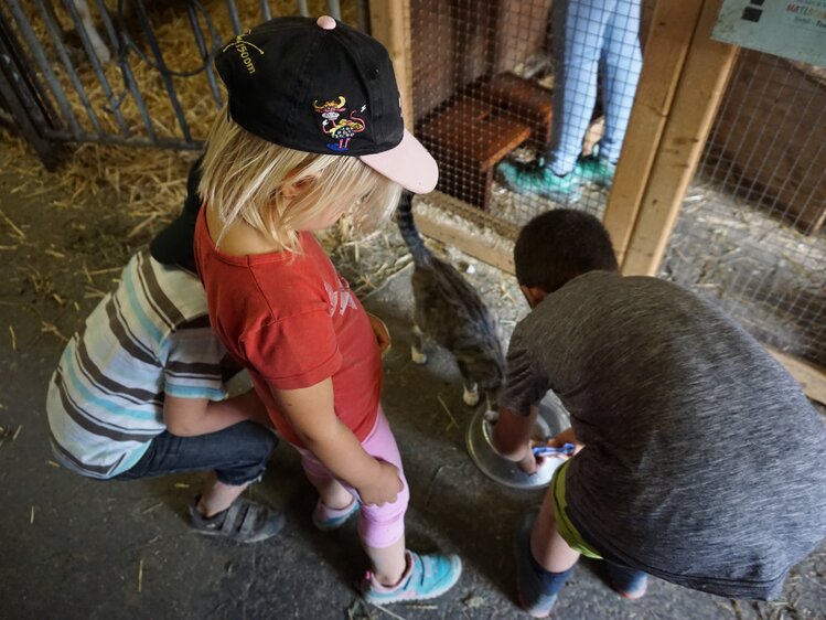 Die Katzen bekommen im Stall ihr Futter, Bio-Kinderbauernhof Matlschweiger | © Urlaub am Bauernhof Steiermark / Katrin Rathmayr