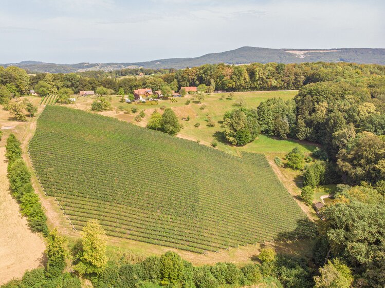 Blick auf die Weinhänge vom Weingut Monschein, Steiermark | © Urlaub am Bauernhof Steiermark / Sabine Ertl