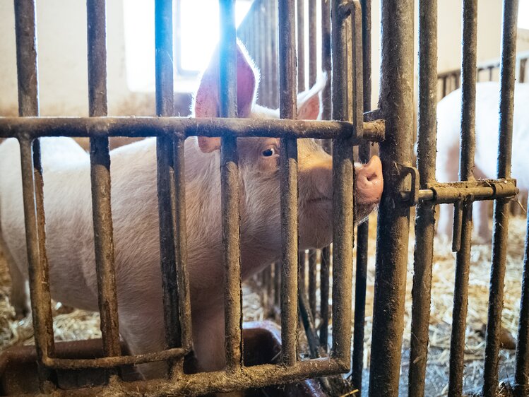 Schwein im Stall, Familie Orthofer, Steiermark | © Urlaub am Bauernhof Steiermark / Daniel Gollner