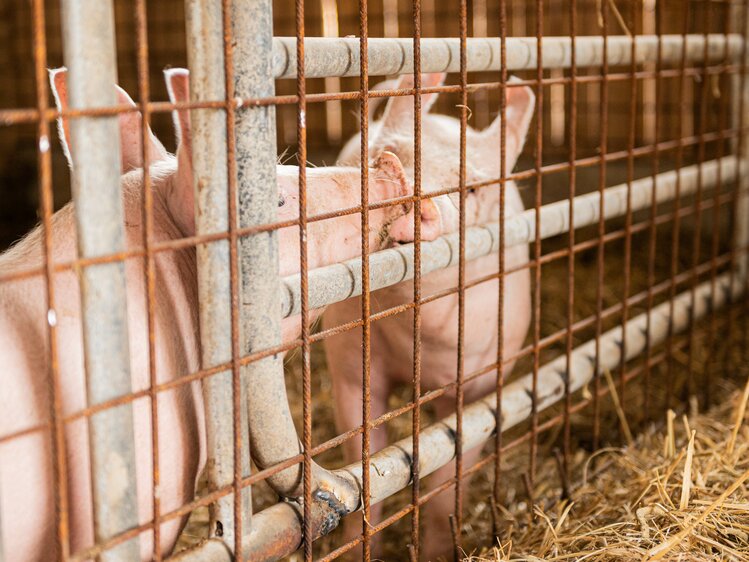 Neben Kühen, Schafen und Hühnern gibt es auch Schweine am Pircherhof | © Urlaub am Bauernhof Steiermark / Sabine Ertl