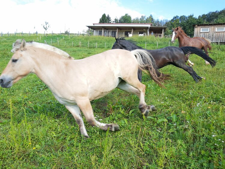 Pferde galoppieren in der Koppel, Schwalbenhof, Steiermark | © Urlaub am Bauernhof Steiermark / Evelyn Götz