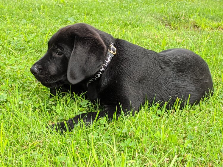 schwarzer Hund liegt im Gras, Schwalbenhof, Steiermark | © Urlaub am Bauernhof Steiermark / Evelyn Götz