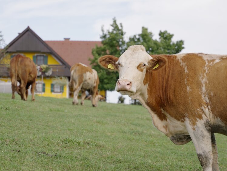 Kühe auf der Weide, Weberhof, Steiermark | © Urlaub am Bauernhof Steiermark / Daniel Gollner