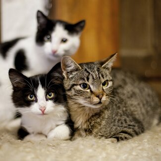 Drei Katzen kuscheln miteinander, Urlaubsregion Murau-Murtal, Steiermark | © Urlaub am Bauernhof Steiermark / Kufferath