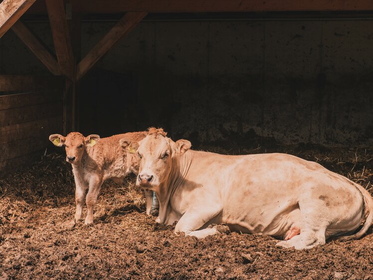 Kuh liegt mit ihrem Kalb im Stall, Bauernhof Priegl, Steiermark | © Urlaub am Bauernhof Steiermark / Sabine Ertl