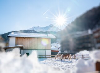 Pferde am Martinus Hof | © Black Tea Fotografie/Viktoria Gstrein  