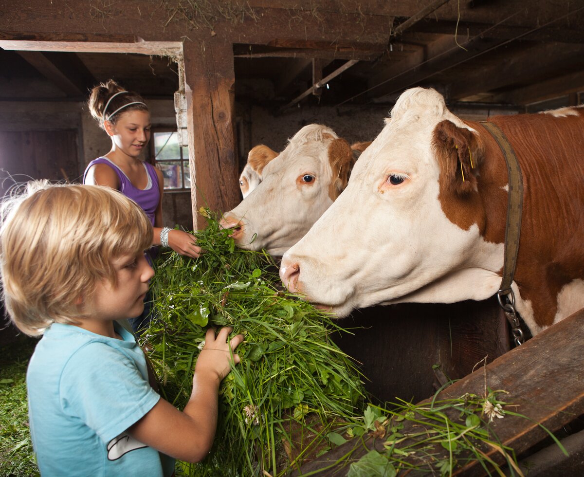 Kühe im Stall füttern | © Urlaub am Bauernhof - Mario Webhofer