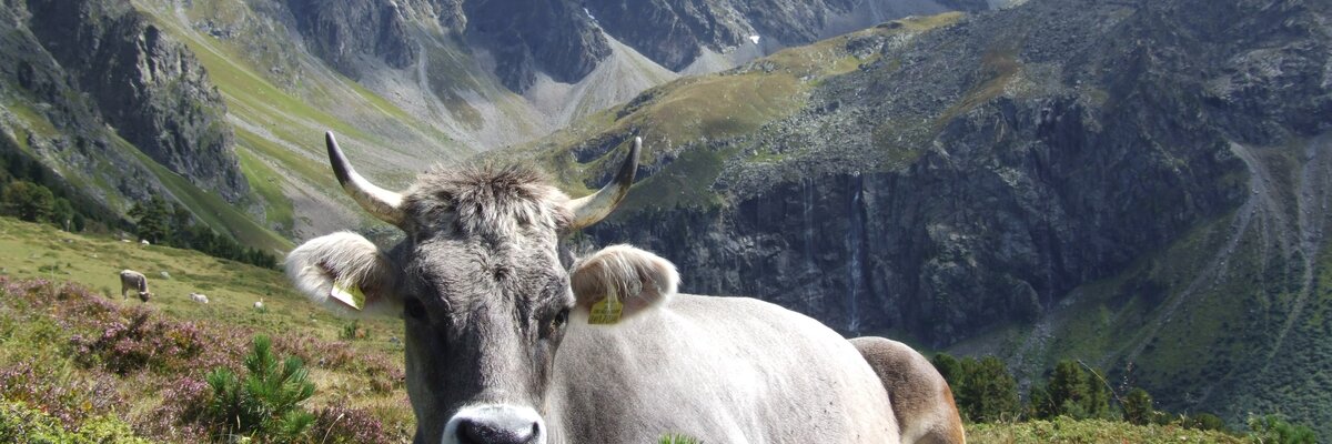 Naturpark Kaunergrat | © TVB Pitztal/Wolfgang Schranz