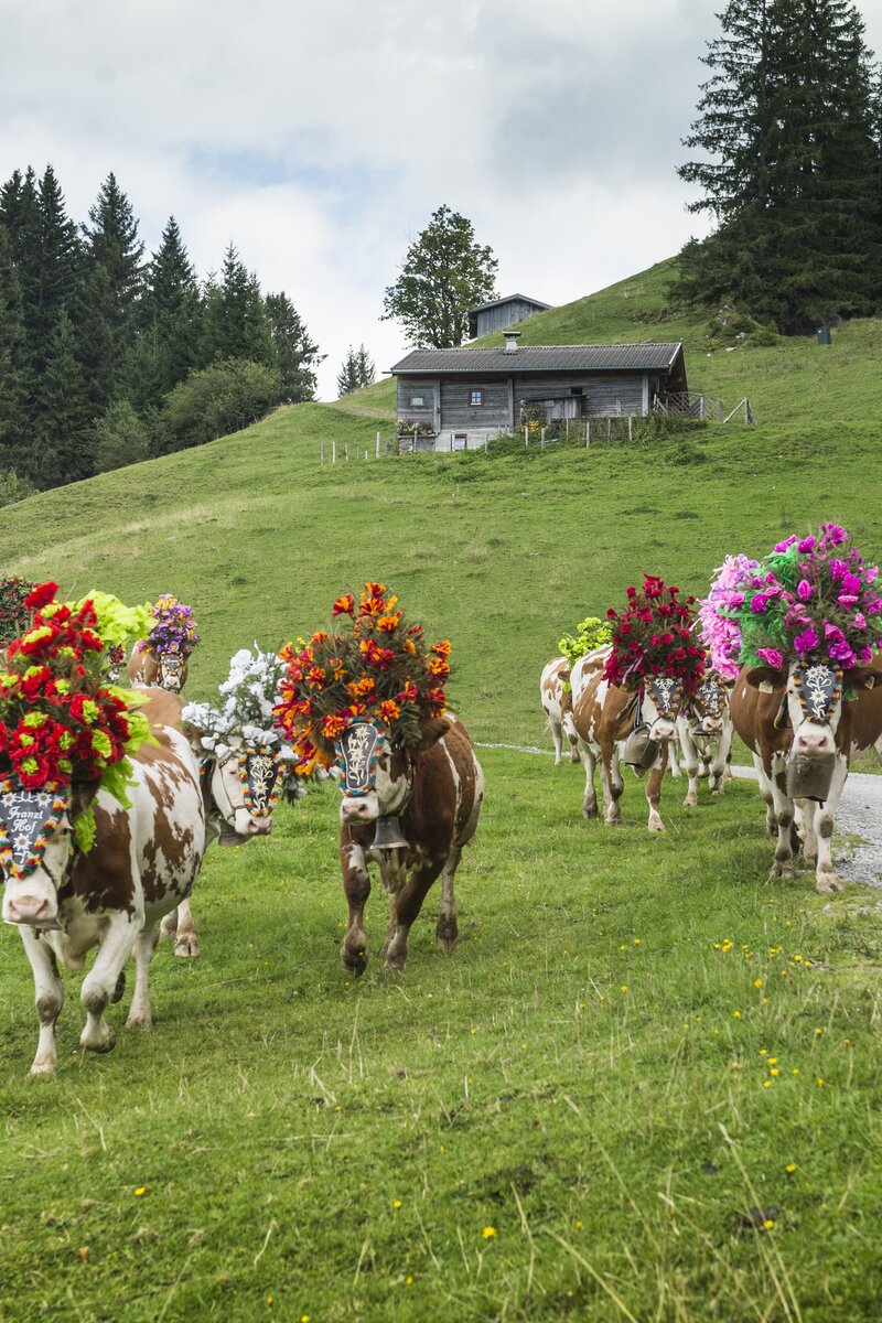 Almabtrieb | © Daniel Reiter/Peter von Felber