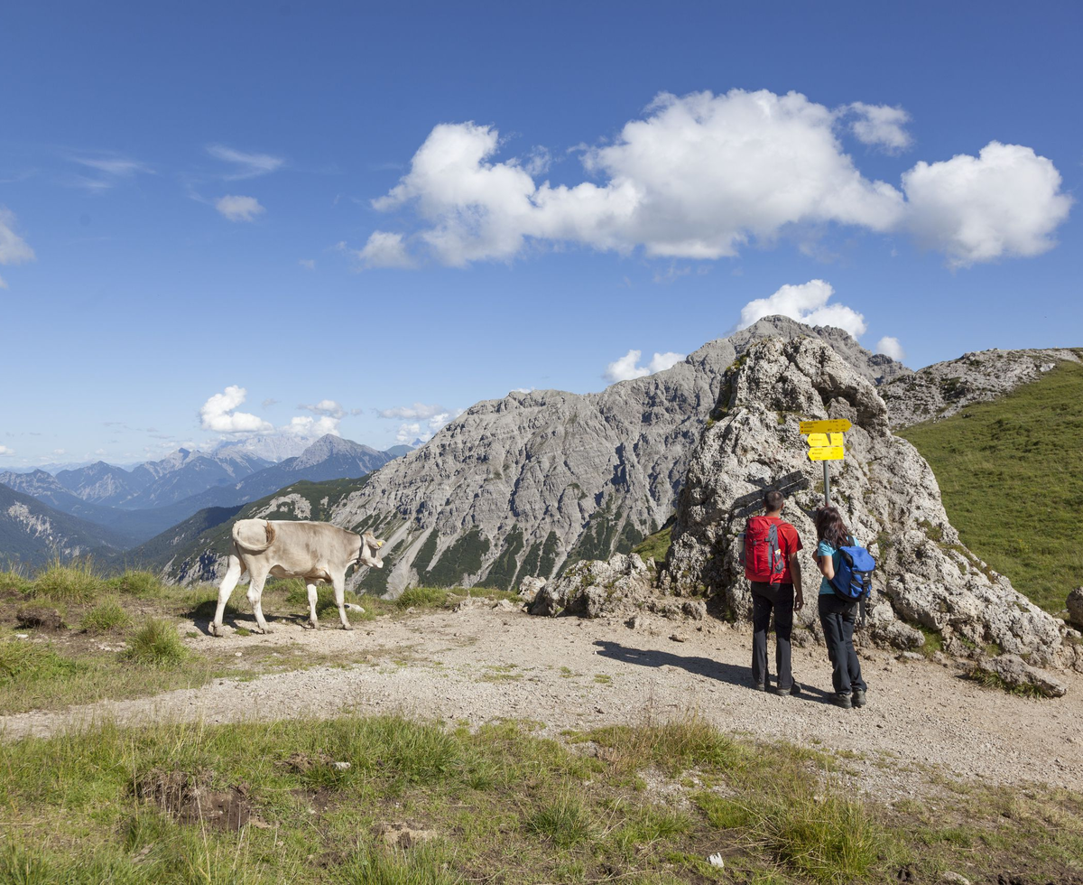 Weide | © Urlaub am Bauernhof - Tirol Werbung/Klaus Kranebitter