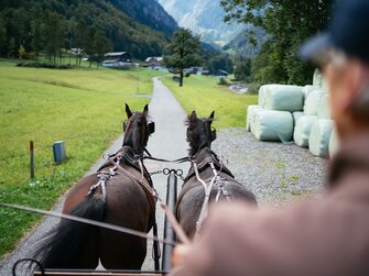 Dem Kutscher bei der Kutschenfahrt über die Schulter geblickt | © Urlaub am Bauernhof Vorarlberg / Daniel Gollner