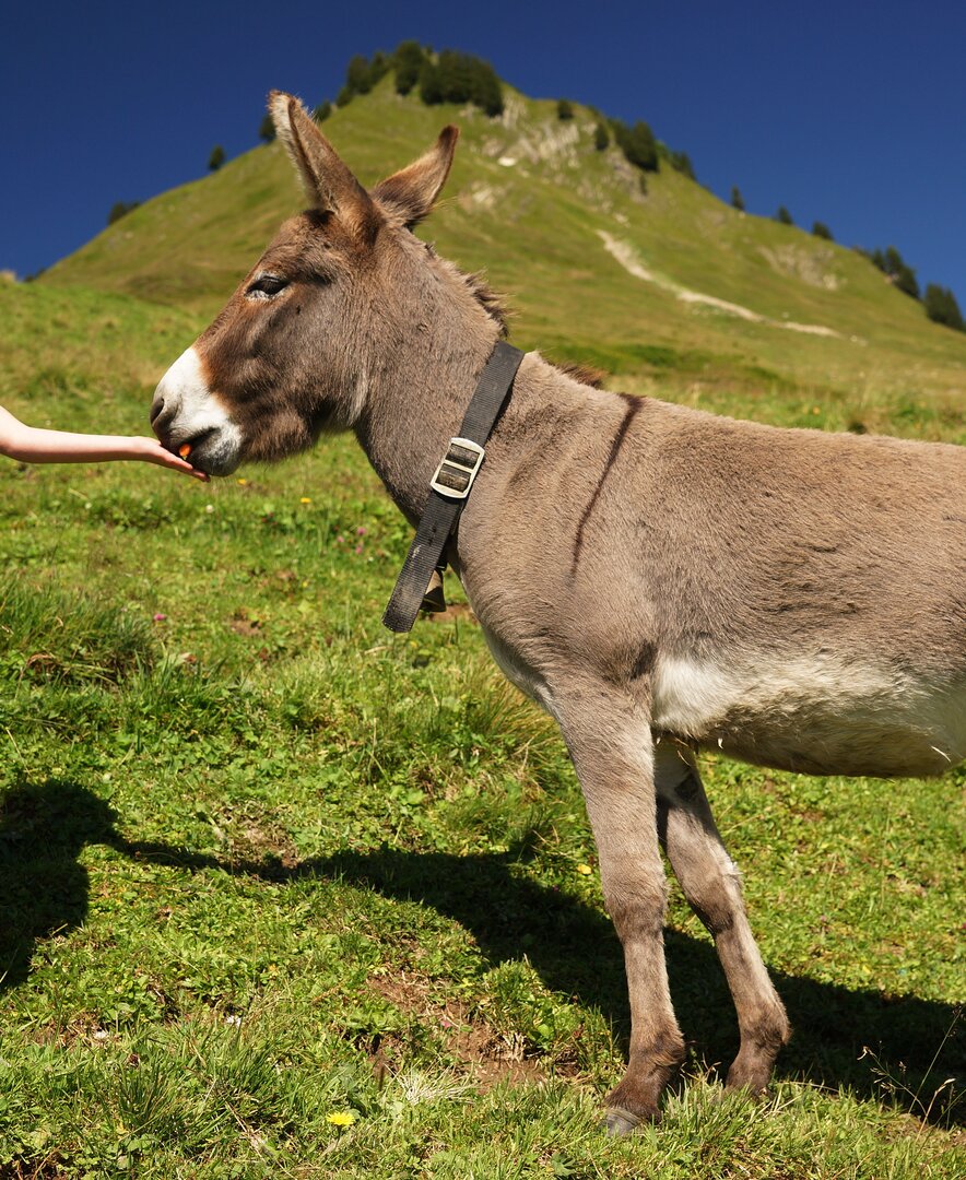 Mädchen mit Esel auf der Alpe Sera | © Urlaub am Bauernhof Vorarlberg / Ludwig Berchtold