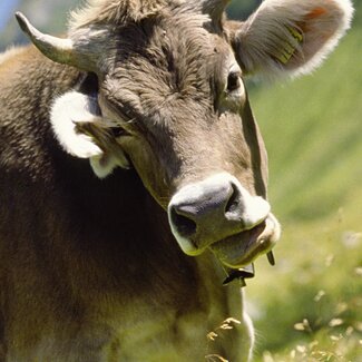 Kuh im Freien auf der Wiese | © Urlaub am Bauernhof Vorarlberg / Andreas Kuenk