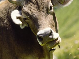 Kuh im Freien auf der Wiese | © Urlaub am Bauernhof Vorarlberg / Andreas Kuenk