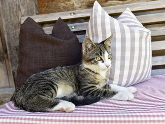 Katze liegt auf Bank bei 2 Polster | © Urlaub am Bauernhof Vorarlberg / Andreas Kuenk