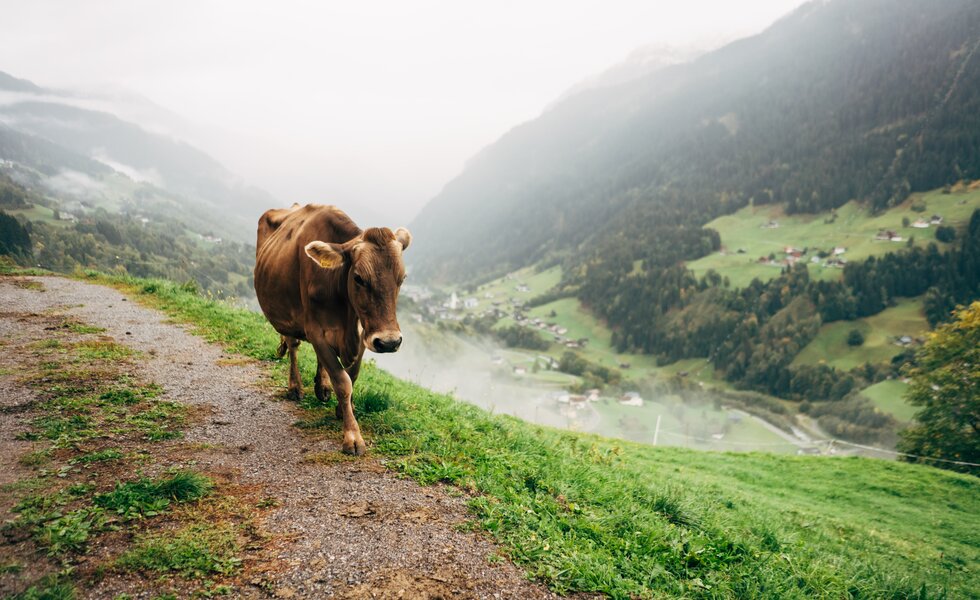 Kuh auf dem Bergweg | © Urlaub am Bauernhof Vorarlberg / Daniel Gollner