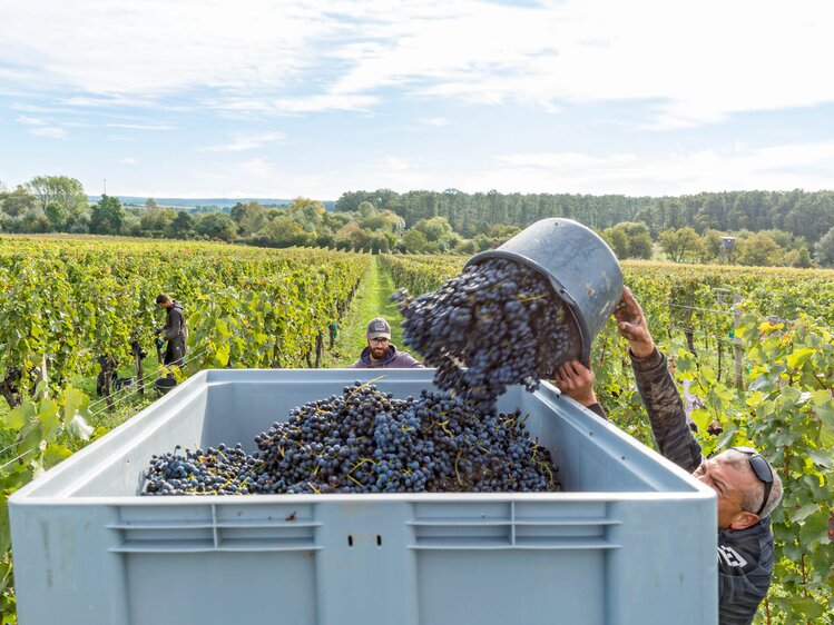 Trauben werden verladen | © Urlaub am Winzerhof / ELISABETH FRÖHLICH photography