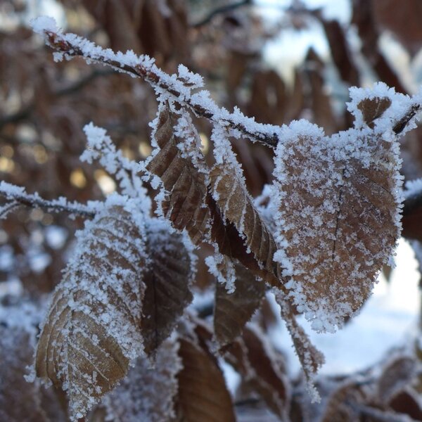 Winter Winter
