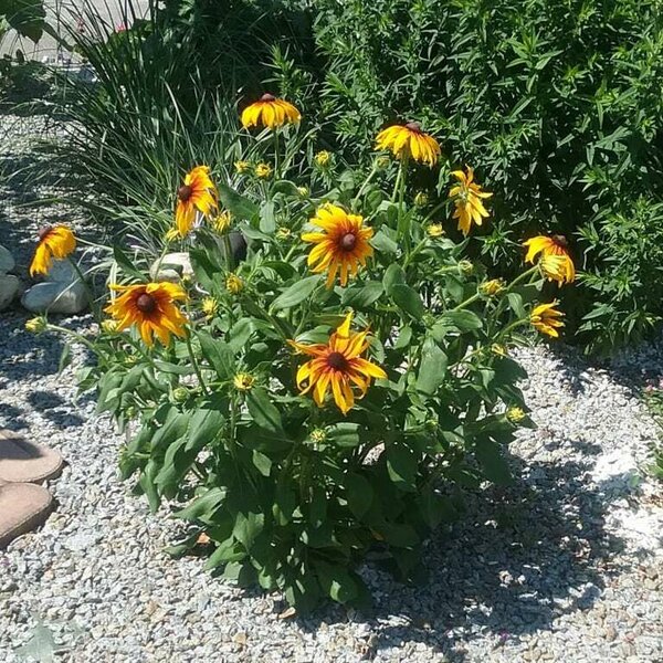 Landhaus Schaidreith - Blumen