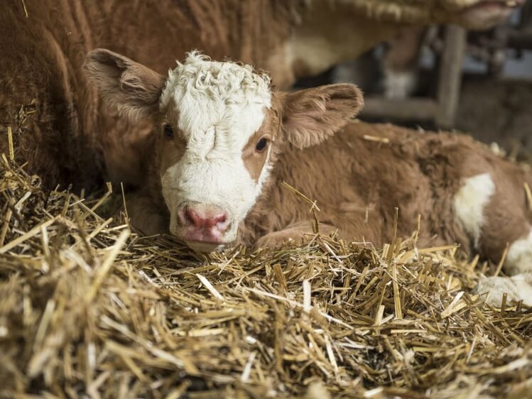 Kalb | © Urlaub am Bauernhof Oberösterreich / Salomon