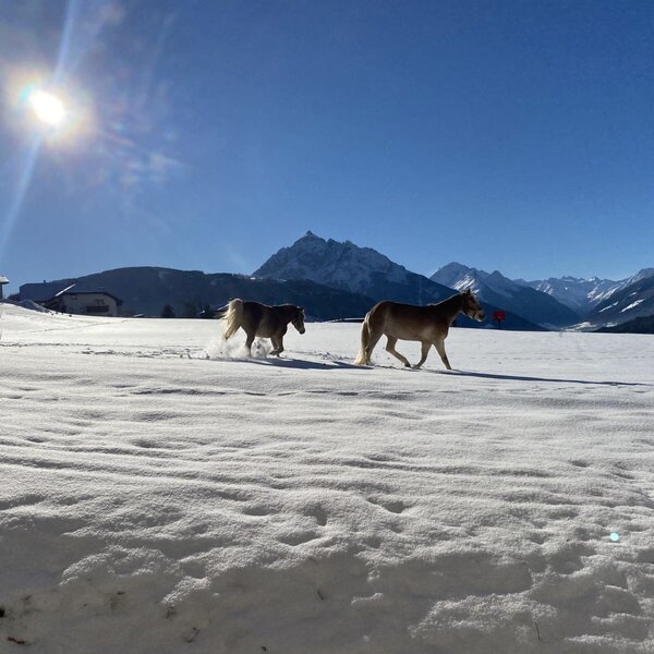 Zwei Pferde auf dem verschneiten Feld des Bauernhofs mit Bergblick an einem sonnigen Wintertag. Zwei Pferde auf dem verschneiten Feld des Bauernhofs mit Bergblick an einem sonnigen Wintertag.
