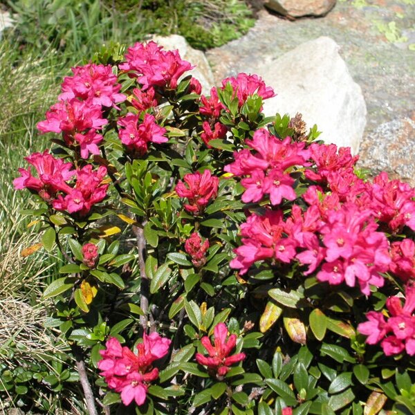eine wunderschöne Zeit, die Almrosenblüte eine wunderschöne Zeit, die Almrosenblüte